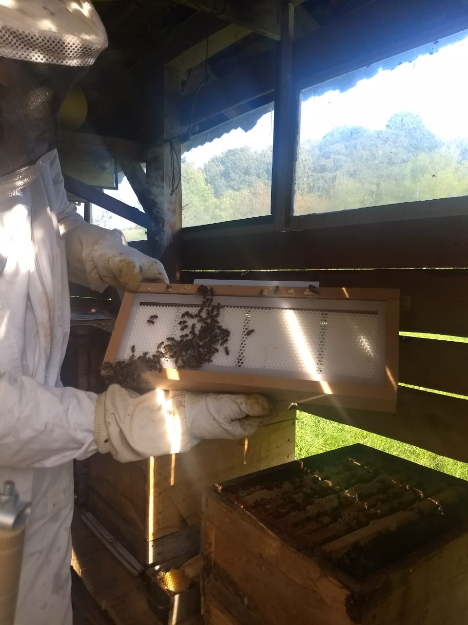 Imker mit 3D gedruckter Honigwabe auf welcher bienen leben